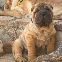 Malibu Barbie - Red fawn female Chinese Shar-Pei puppy in Fairfield, Texas from Majesty SharPei