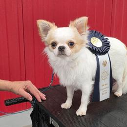 Louie - Chihuahua
