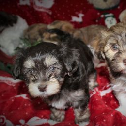 Havanese Puppies from Cloud 9 Havanese