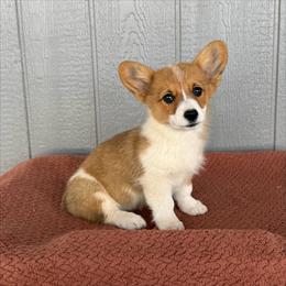 Buttercup (butter) - Red female Pembroke Welsh Corgi puppy in Mc Cammon, Idaho from Sunny J Corgis and Mini Americans
