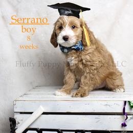 Serrano (orange collar) boy - Apricot male Goldendoodle puppy in Corona, California from Fluffy Puppy Mini Doodles LLC