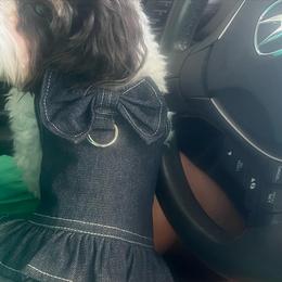 Bella - Yorkipoo