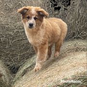 CKC Bernard - Tan Working Dog Cross puppy in Alabama from Alsup Farms and Cattle Dogs
