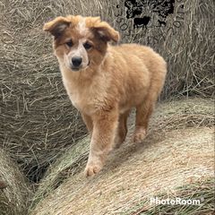 CKC Bernard - Tan Working Dog Cross puppy in Alabama from Alsup Farms and Cattle Dogs