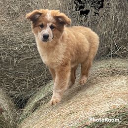CKC Bernard - Tan Working Dog Cross puppy in Alabama from Alsup Farms and Cattle Dogs