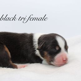 Bonnie - Australian Shepherd puppy in Coldwater, Michigan from Northern Star Australian Shepherds