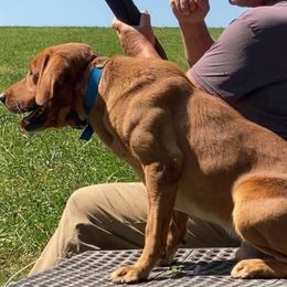Labrador Retrievers from Catherine  Lynn Slack