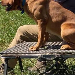 Labrador Retrievers from Catherine  Lynn Slack