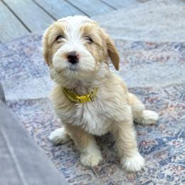 Candy - Yellow and white female Bernedoodle puppy in Springville, Utah from Oodles of Bernedoodles