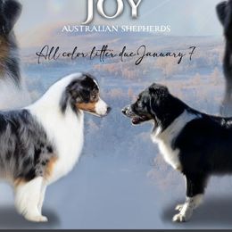 Australian Shepherds from Boundless Joy Aussies