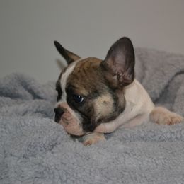 French Bulldog Puppies from House of Wrinkles