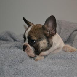 French Bulldog Puppies from House of Wrinkles