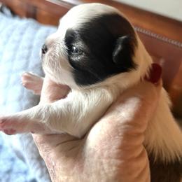 Dixon - Sable spotted white male Chihuahua puppy in Tecumseh, Oklahoma from Callie’s Happy Chihuahuas, Callie’s Happy Treasures LLC