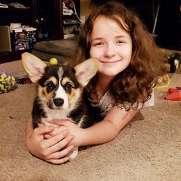 Pembroke Welsh Corgi Puppies from Desert Sage Pembroke Corgis