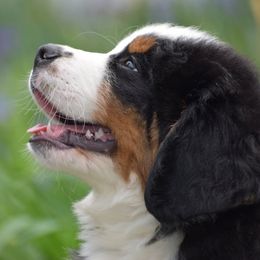 Bernese Mountain Dog puppies from Brookwood Bernese Mountain Dogs