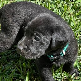 Boy 6 - Black Labrador Retriever puppy in Houston, Texas from Bahrking Heights Labradors