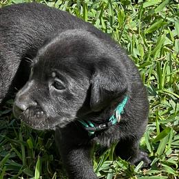 Boy 6 - Black Labrador Retriever puppy in Houston, Texas from Bahrking Heights Labradors
