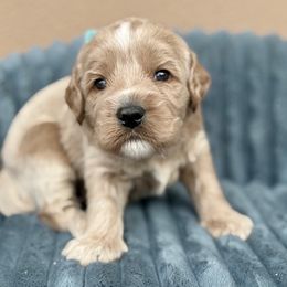 Stellan - Apricot male Australian Labradoodle puppy in Phoenix, Arizona from Luxe Labradoodles