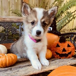 American Corgi and Pembroke Welsh Corgi Puppies from Cascadian Space Coast Corgis LLC