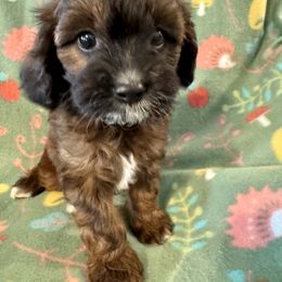 Dino - Chocolate Cavapoo puppy in Howe, Oklahoma from Cuddly Cavapoos