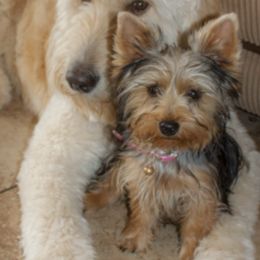 Poodles, Yorkipoos, and Yorkshire Terriers from Effervescent-Pooches