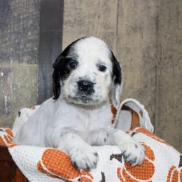 Ruby - White and black female English Springer Spaniel puppy in Winchester, Kentucky from Hidden Springs Farm