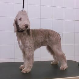 KALINA - Liver female Bedlington Terrier puppy in Ville Platte, Louisiana from Meridian Bedlington Terriers