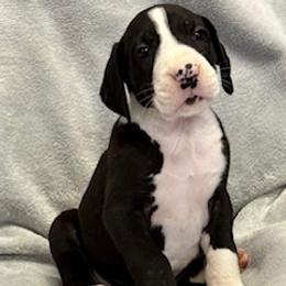 Mantle girl 1 - Mantle female Great Dane puppy in Westville, Florida from Boulder View Danes