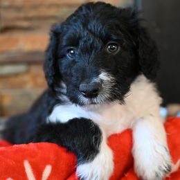 Prancer - Bordoodle puppy from Indiana Bordoodles