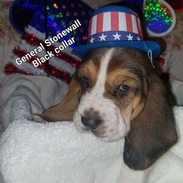 General  Stonewall - Black brown and white male Basset Hound puppy in Highland Heights, Kentucky from Hound Ridge Meadows