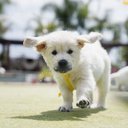 Golden Retriever Puppies from Nicholberry Goldens