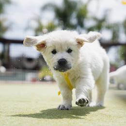 Golden Retriever Puppies from Nicholberry Goldens
