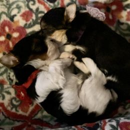 Yorkshire Terrier Puppies from Moonbabies Yorkies