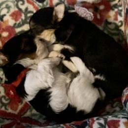 Yorkshire Terrier Puppies from Moonbabies Yorkies