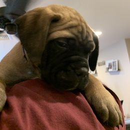 Bullmastiff Puppies from Curnwood’s Bullmastiff’s