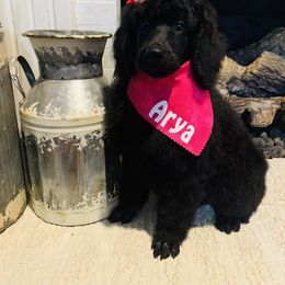 Bernedoodle and Goldendoodle Puppies from Cottrell’s Poodles & Doodles
