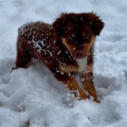 Miniature Australian Shepherd Puppies from Aussies Acre