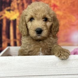 Goldendoodles from The Golden Rule Doodles