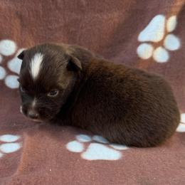 Dolly - Red & white female Miniature Australian Shepherd puppy in Stuart, Iowa from Arbor Hill Aussies