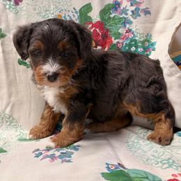 Molly - Blue merle female Aussiedoodle puppy in Lebanon, Missouri from Kaitlen's Doodle Pups
