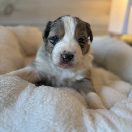 Yukon - Blue merle male Australian Shepherd puppy in Morrow, Ohio from OakHaven Acres Aussies