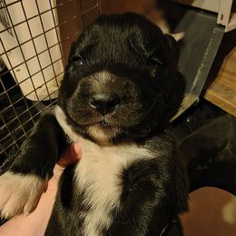 Blue - Black and white male Siberian Husky puppy in Porter Corners, New York from Gemstone Huskys