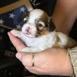 Echo - Red female Papillon puppy in Young, Arizona from Papillons in Arizona