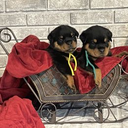 Boy 2 - Black and mahogany male Rottweiler puppy in Burlington, Kentucky from vom Blaurasen Rottweilers
