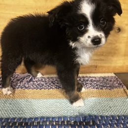 Miniature Australian Shepherd Puppies from Magnolia Aussies