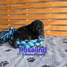 Rosalind - Black female Labradoodle puppy in Genoa City, Wisconsin from Sakura Pups