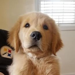 Golden Retriever Puppies from OPK GOLDENS