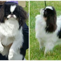 Bunny - Japanese Chin