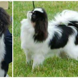 Bunny - Japanese Chin