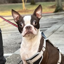 Reds - Boston Terrier